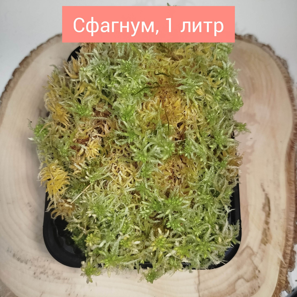 Мох #1