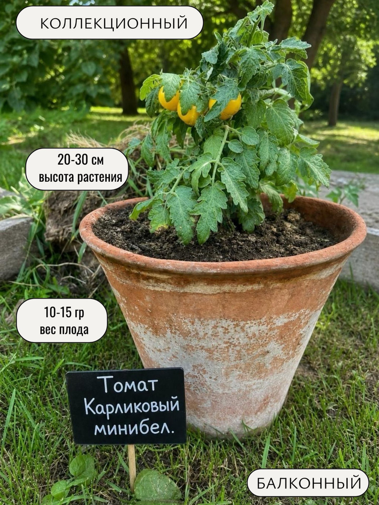 Семена #1