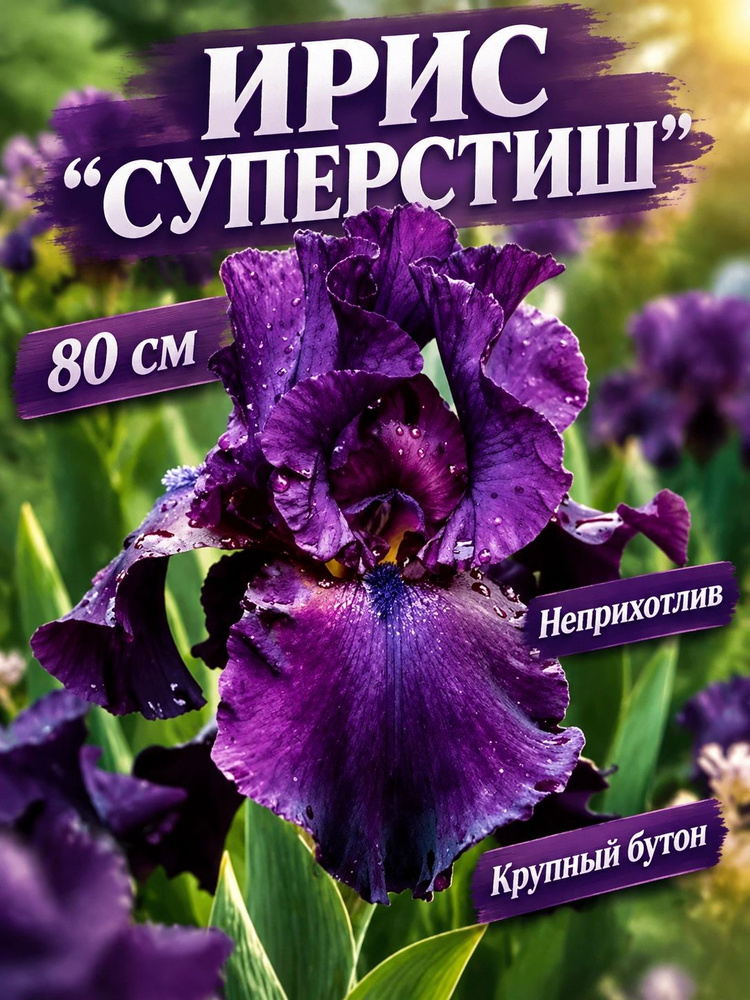 Ирис "СУПЕРСТИШН" #1