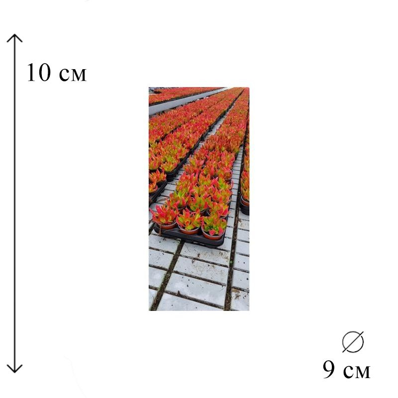 Крассула Он Файр D-9 см #1