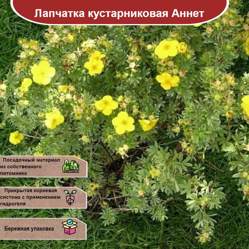 Лапчатка кустарниковая Аннет - купить с доставкой по выгодным ценам в ...