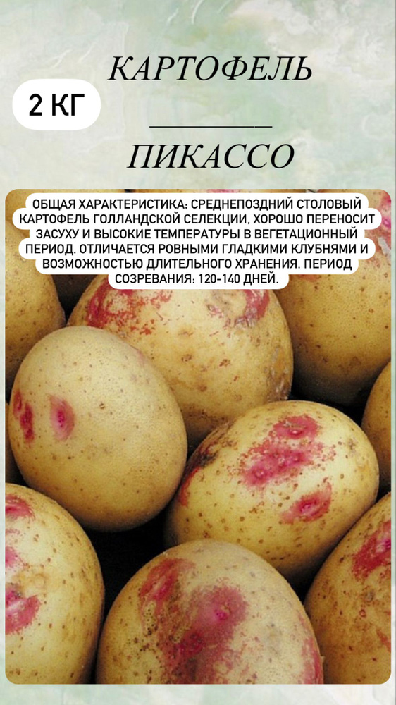 Клубни Картофель купить по выгодной цене в интернет-магазине OZON ...