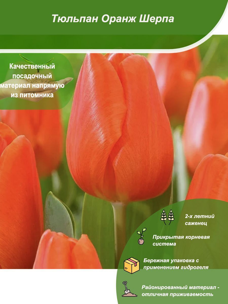 Посадочный материал. Тюльпан Оранж Шерпа для посадки в открытый грунт ...