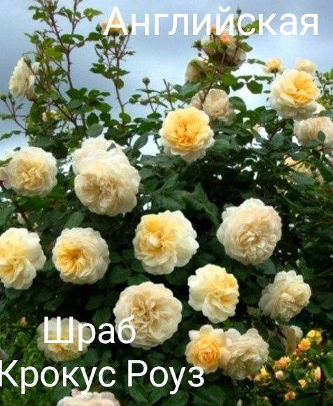 Роза английская шраб Crocus Rose (Крокус Роуз ) - купить с доставкой по ...