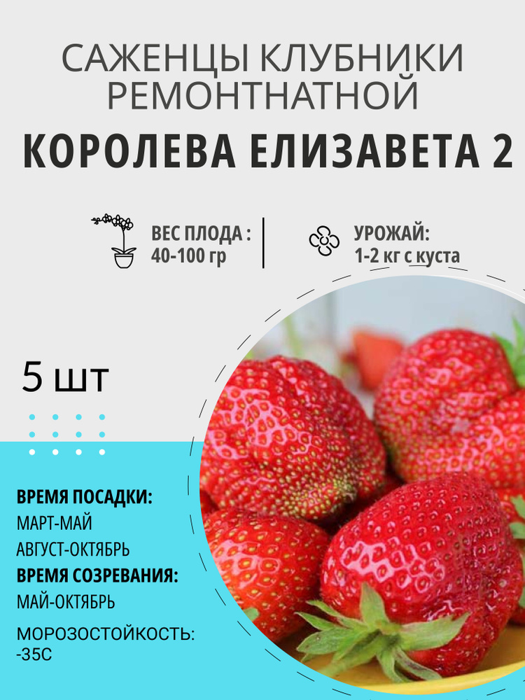 Саженцы ягодные, клубника Королева Елизавета 2 крупноплодная и ремонтантная, многолетние плодовые растения #1