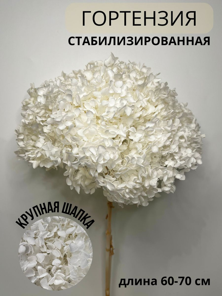 Стабилизированные цветы EVA florist Гортензия, 60 см, 100 гр, 1 шт ...