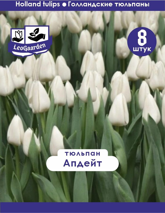 Тюльпан Луковица, Апдейт, 8шт крупные #1