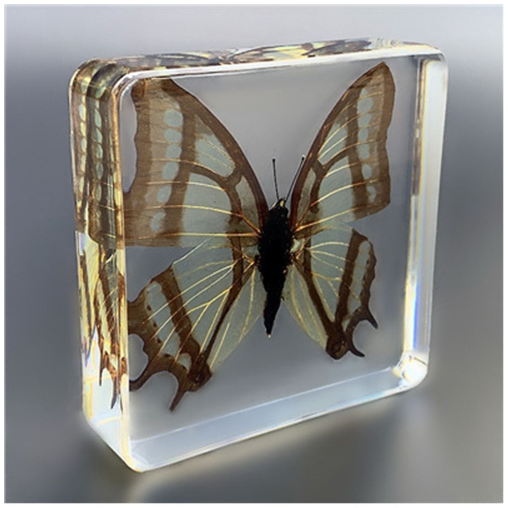 Образец бабочки, настоящий образец насекомого из смолы Подарок на день ...