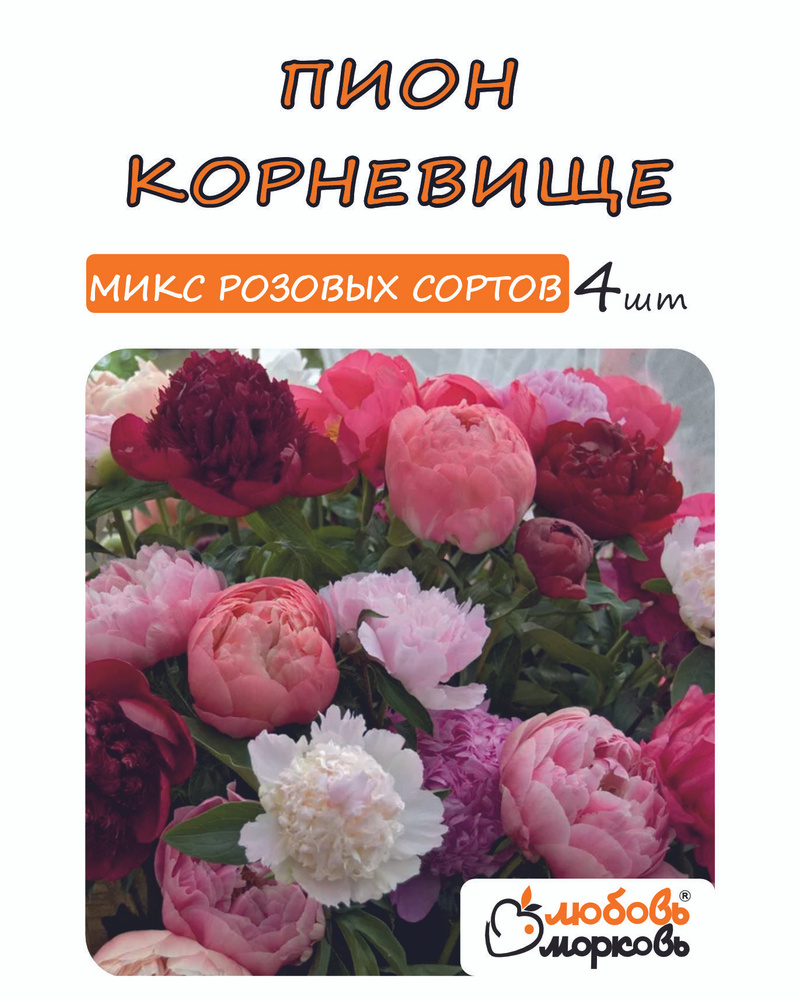 Пион Корневище, Микс розовых сортов, 4шт #1