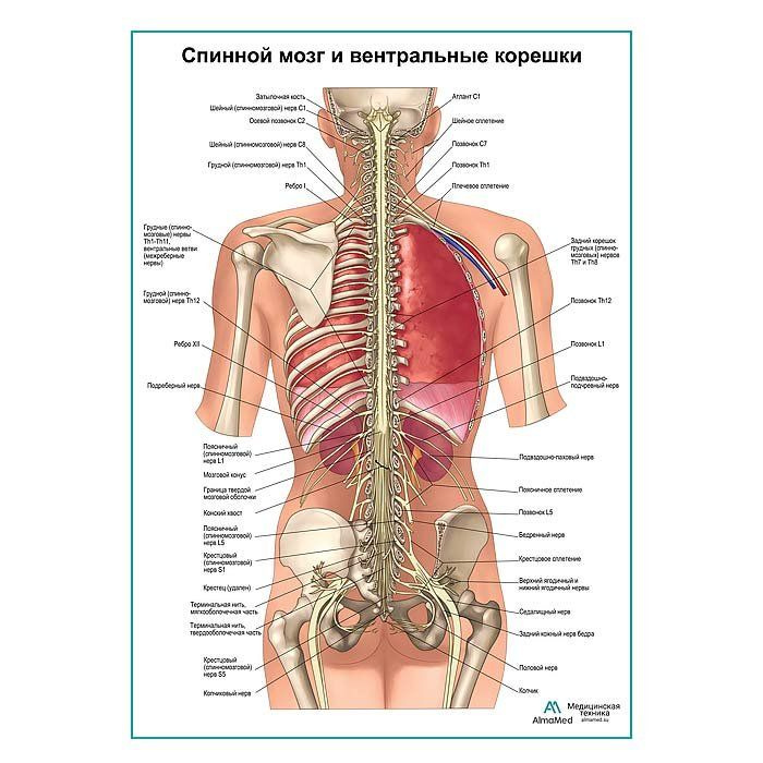 Спинной мозг и передние ветви, обучающий плакат глянцевый А2+, плотная фотобумага от 200г/м2  #1