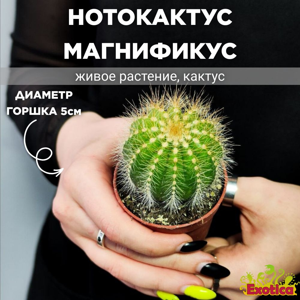 Нотокактус Магнификус (Notocactus Magnificus) D5см #1