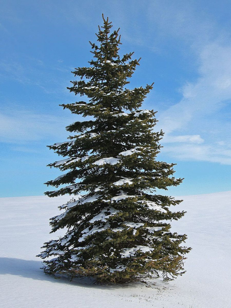 Семена Ель Канадская сизая (Picea glauca), 15 штук #1