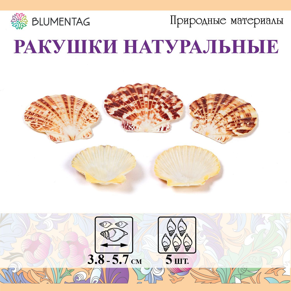 Ракушки морские натуральные для декора "Blumentag" DRF-013, 5шт. 5.7см Pecten Lentigious (Untrimmed) #1