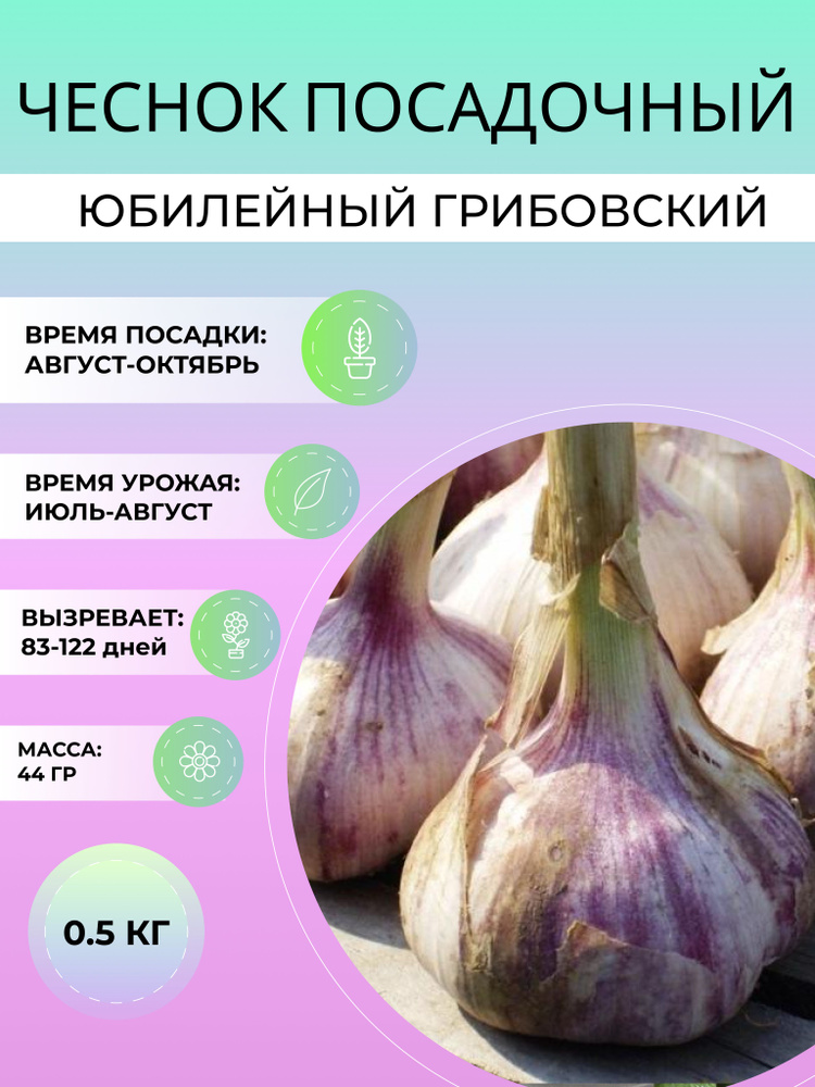 Чеснок Юбилейный Грибовский посадочный озимый 0.5 кг #1