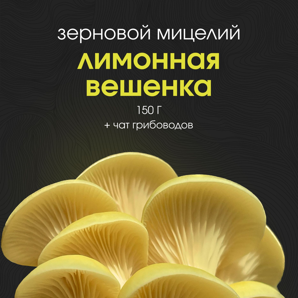 Как вырастить шампиньоны в домашних условиях