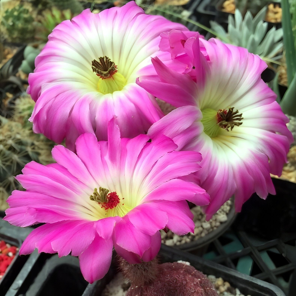 Семена кактуса - Echinocereus rigidissimus v. rubrispinus L 088 -10 шт. #1