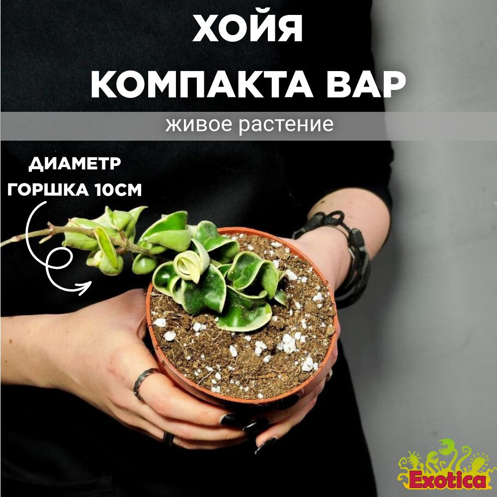 Хойя Компакта Вариегатная (Hoya Carnosa Compacta Variegata) D10см #1