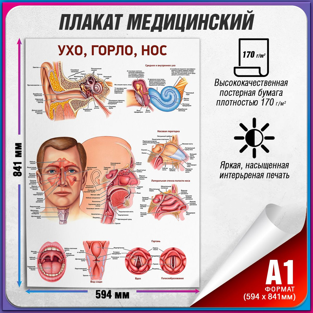 Плакат "Ухo, горлo, нoс", А-1 / Обучающий медицинский постер 60x84 см.  #1