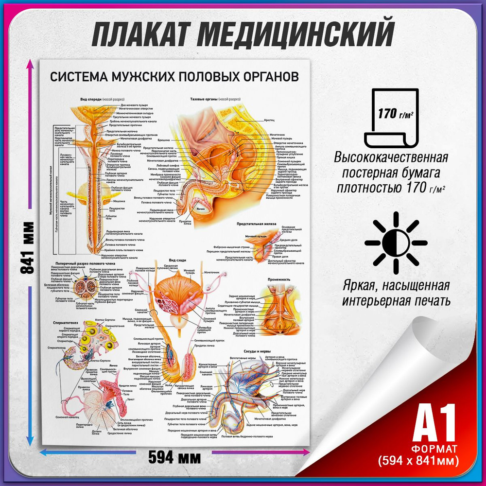 Информационный медицинский плакат "Система мужских половых органов" / А-1 (60x84 см.)  #1