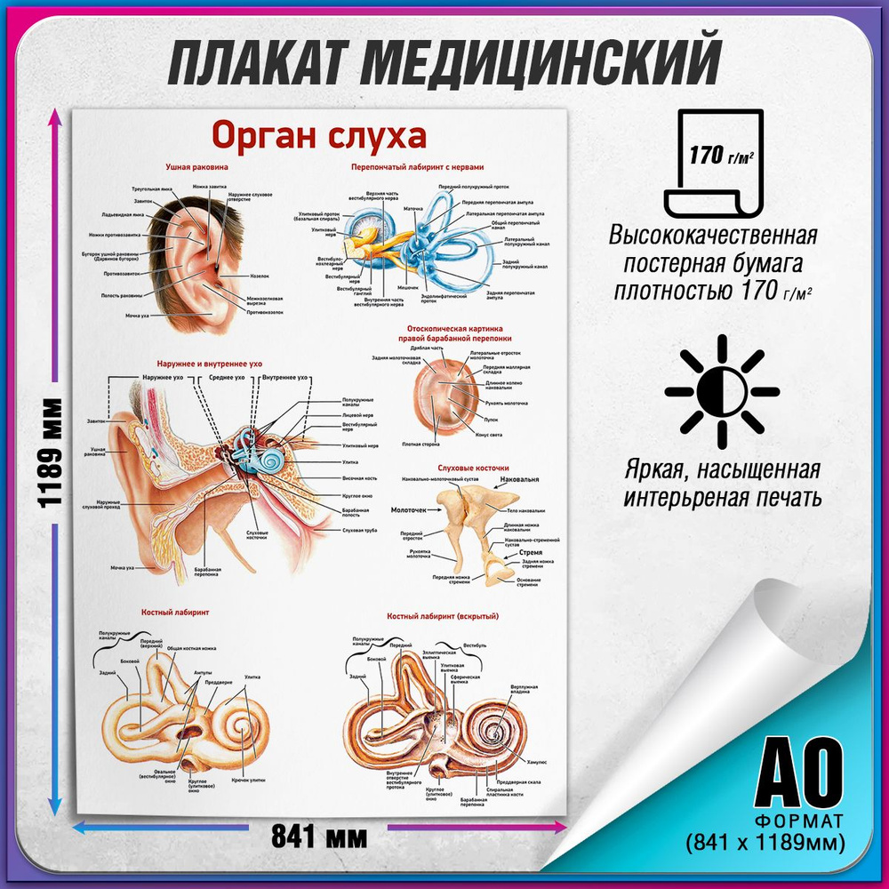 Информационный медицинский плакат "Орган слуха" / А-0 (119x84 см.)  #1