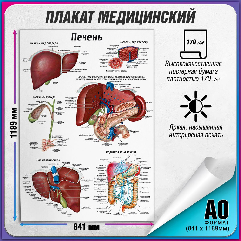 Информационный медицинский плакат "Печень" / А-0 (84x119 см.)  #1