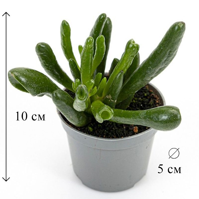 Крассула овата Хоббит 5/10 CF #1