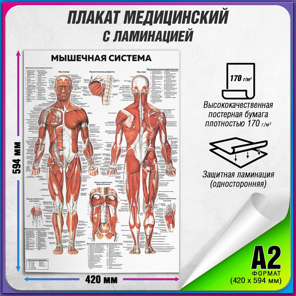 Информационный медицинский плакат "Мышечная система" / ламинированный / А-2 (42x60 см.)  #1