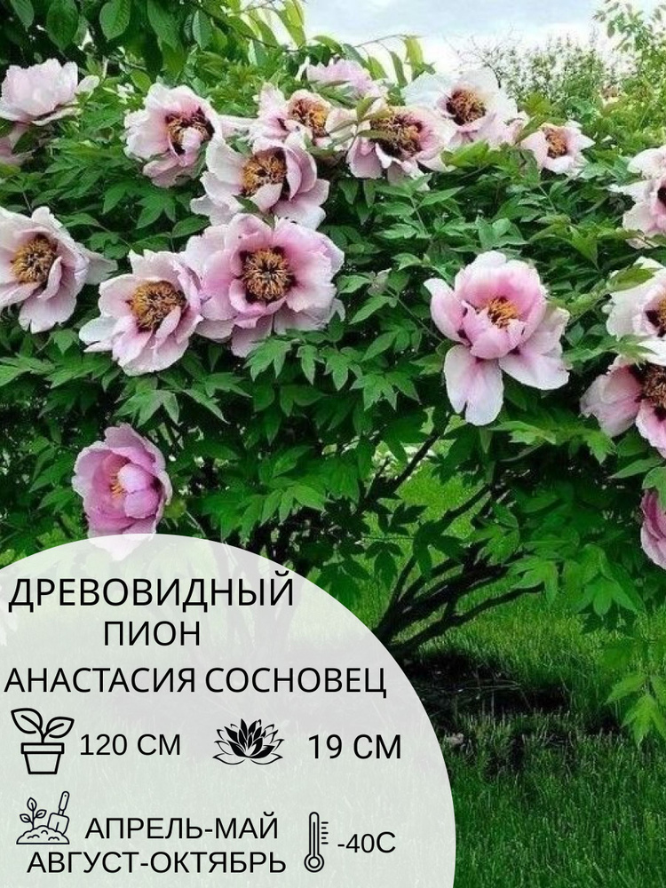 Корень пиона древовидный Анастасия Сосновец, саженец многолетних цветов  #1