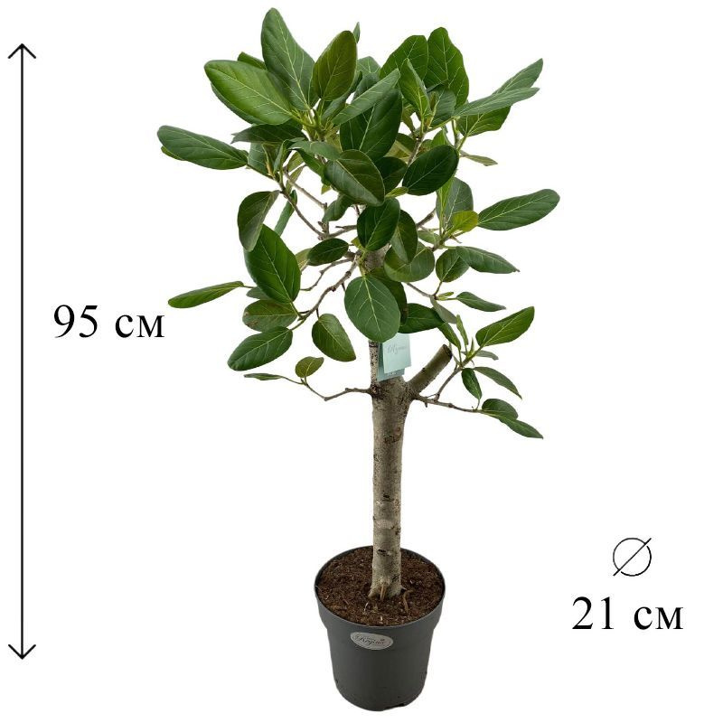 Фикус Бенгальский Одри на штамбе 21/95 CF #1