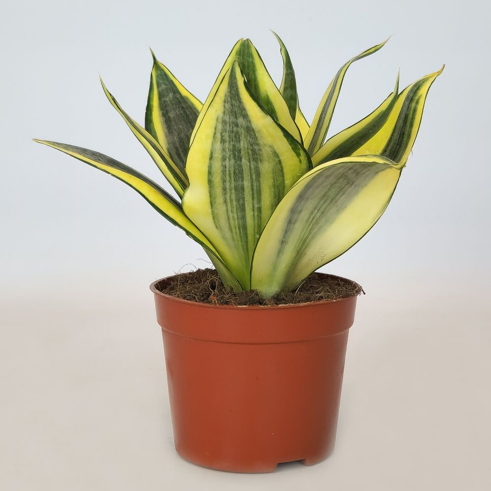 Сансевиерия Голден Ханни (Sansevieria Golden Hahnii ) D-9 см #1