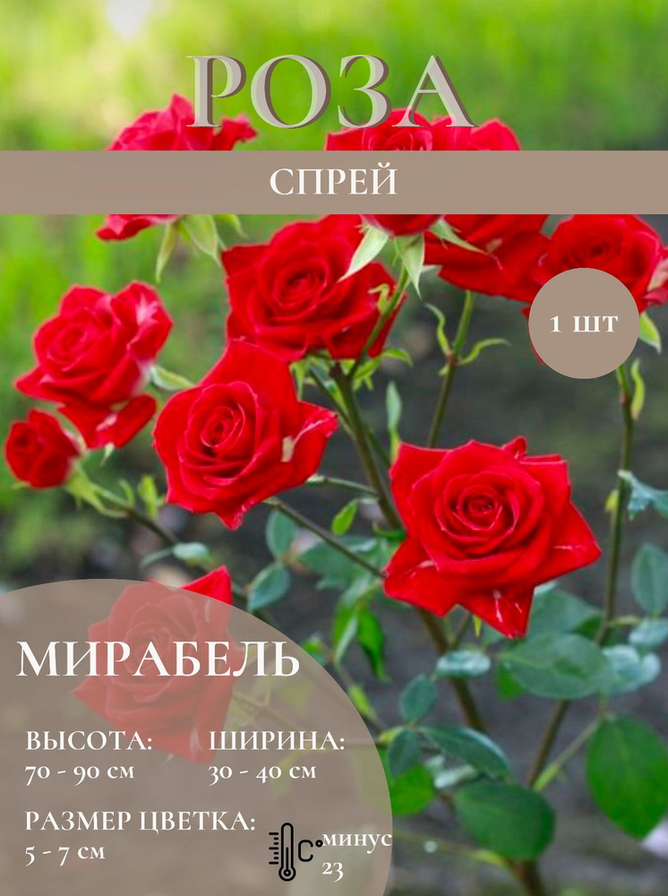 Роза спрей саженцы цветов #1