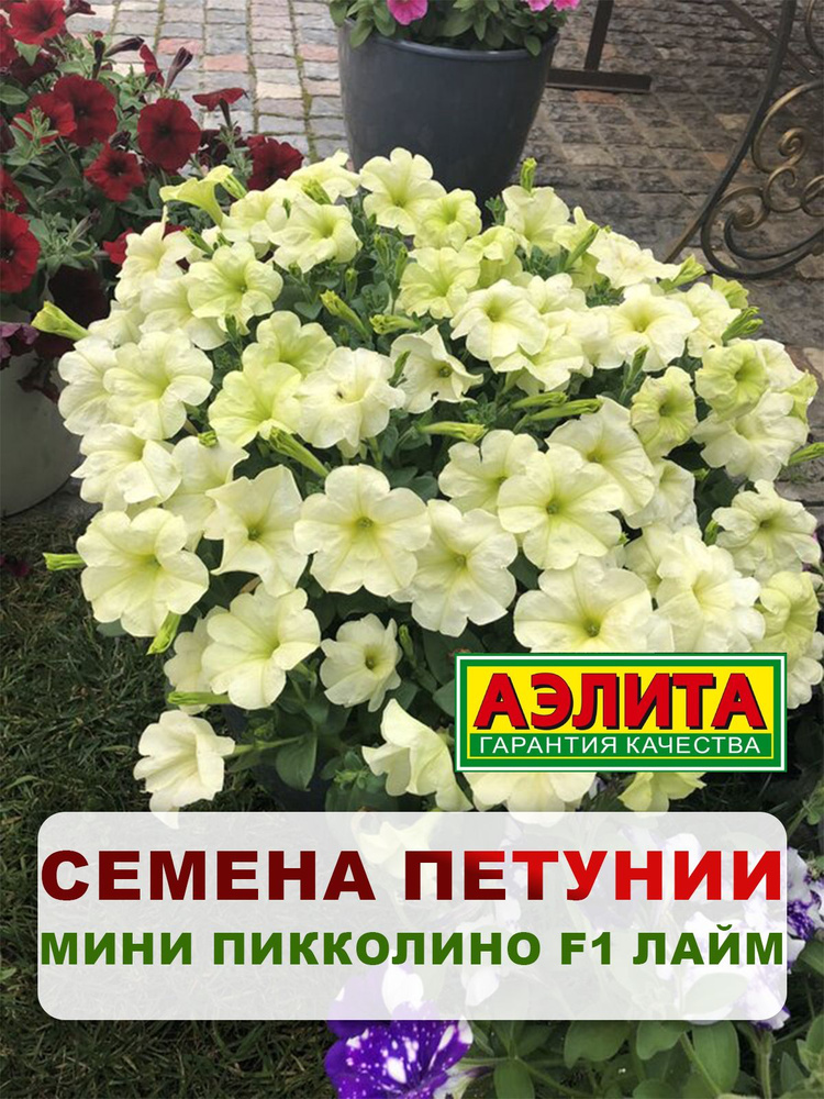 Семена Петуния каскадная мини "Пикколино F1 лайм" 5 шт, однолетние цветы для дачи, сада и огорода, клумбы, #1