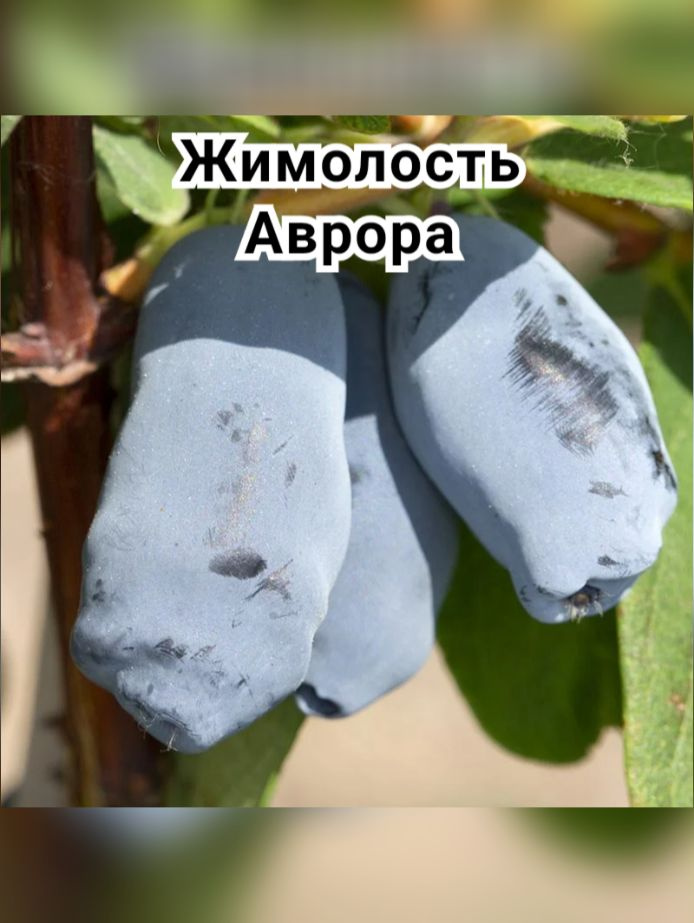 Жимолость Аврора #1