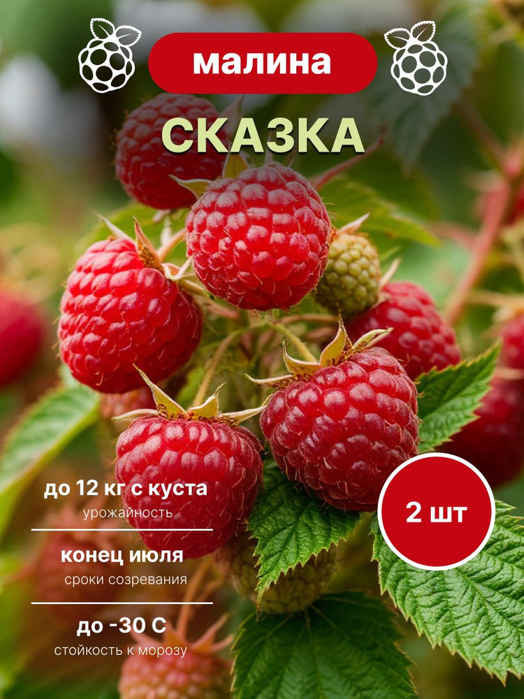 саженцы малины Сказка 2 шт #1