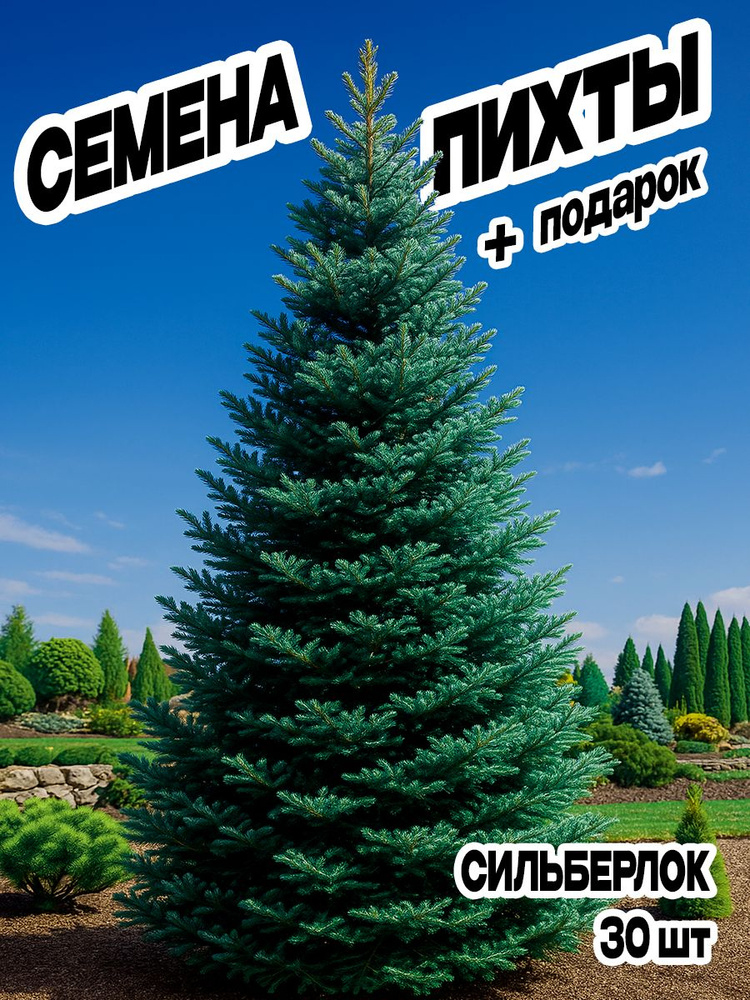 Семена Пихты Сильберлок 30 шт + семена туи 50 шт #1