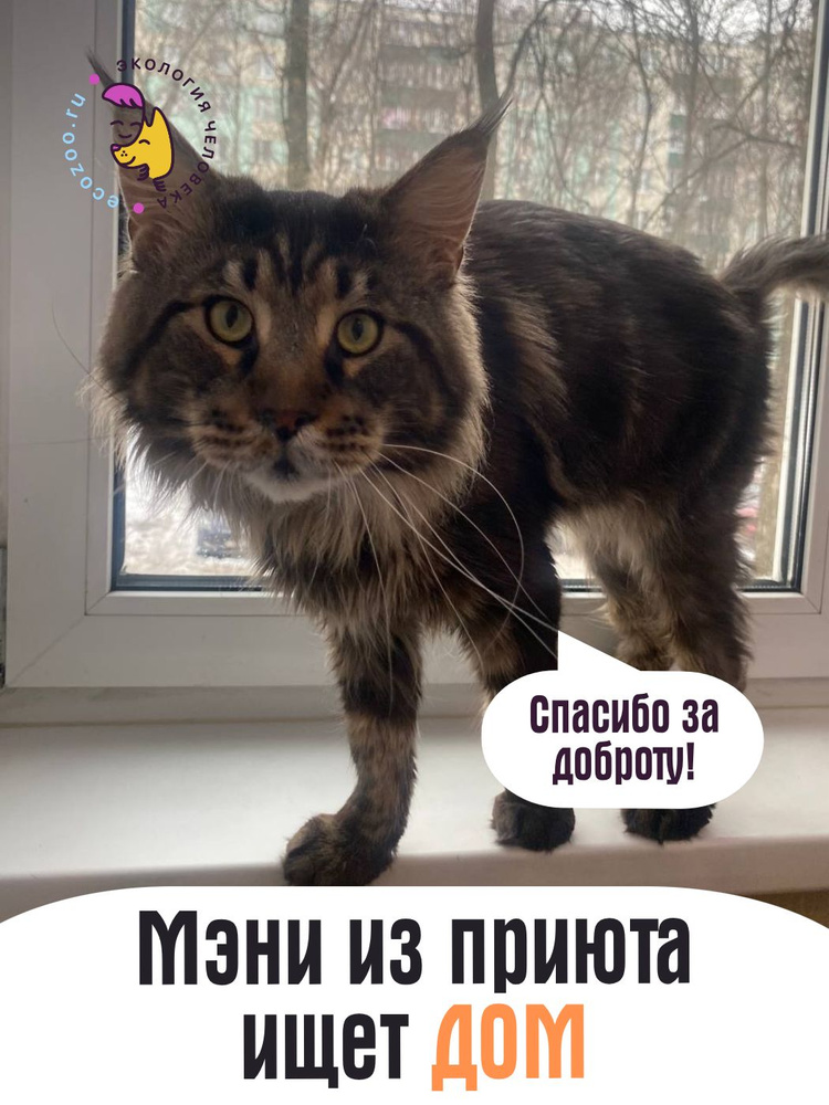 Помочь Мэни найти дом #1