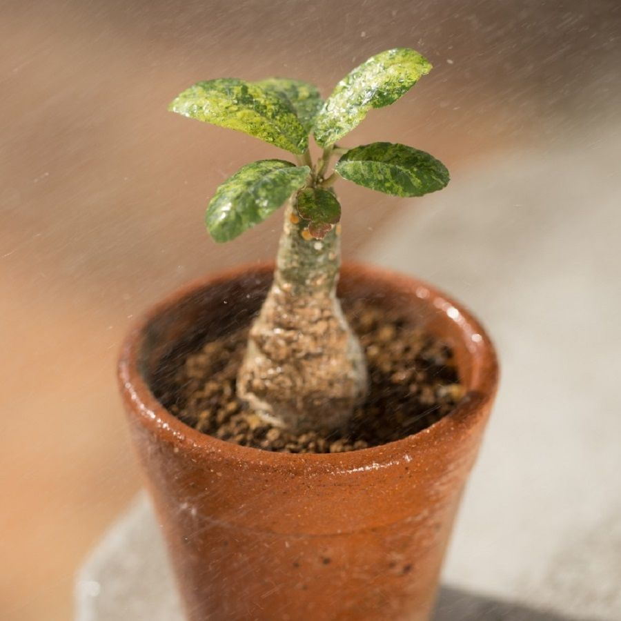 Суккулент Dorstenia foetida семена (10 ШТ) #1