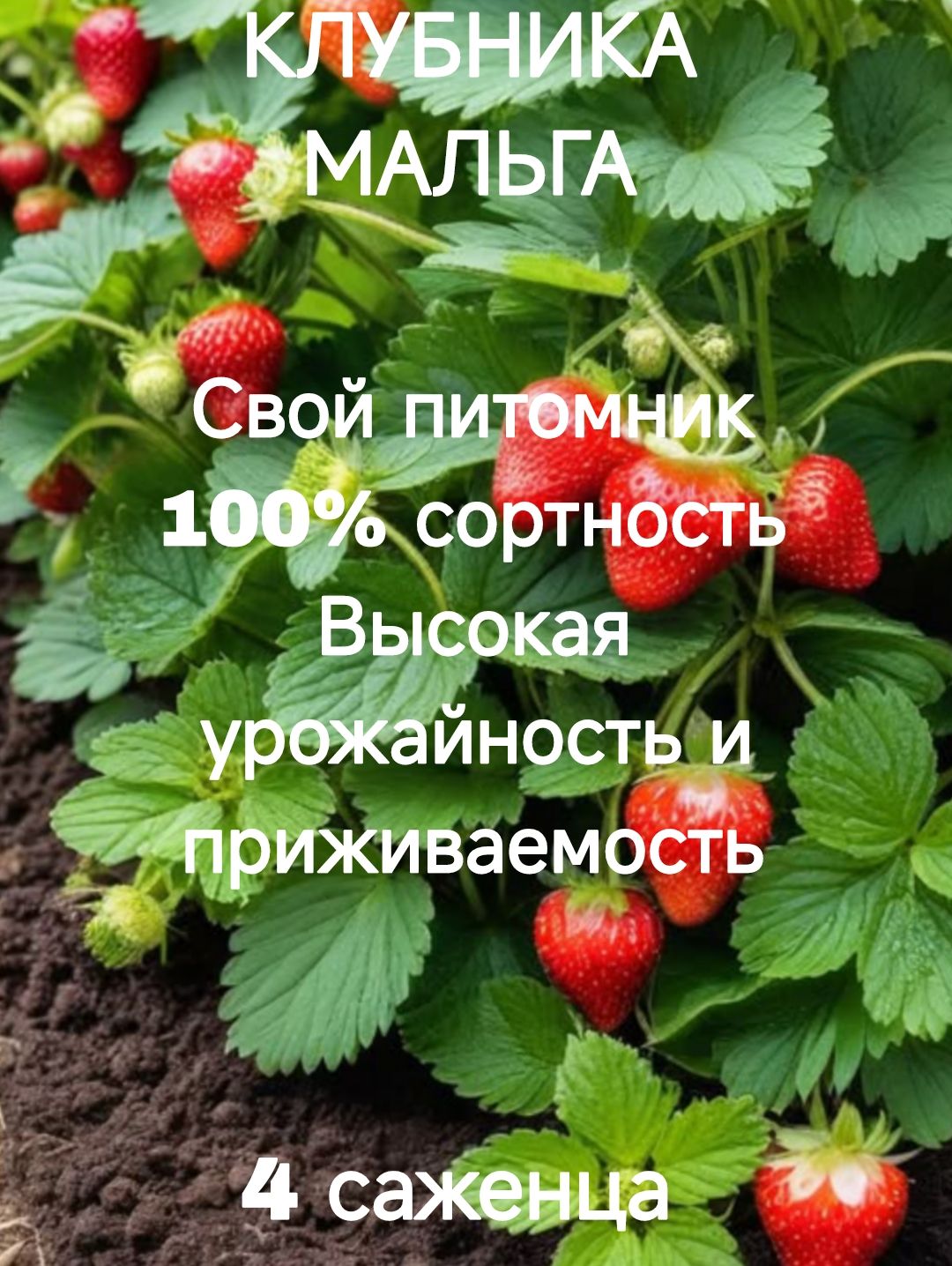 клубникамальга