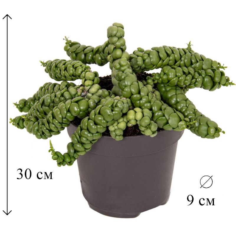 Ледибой кончалары