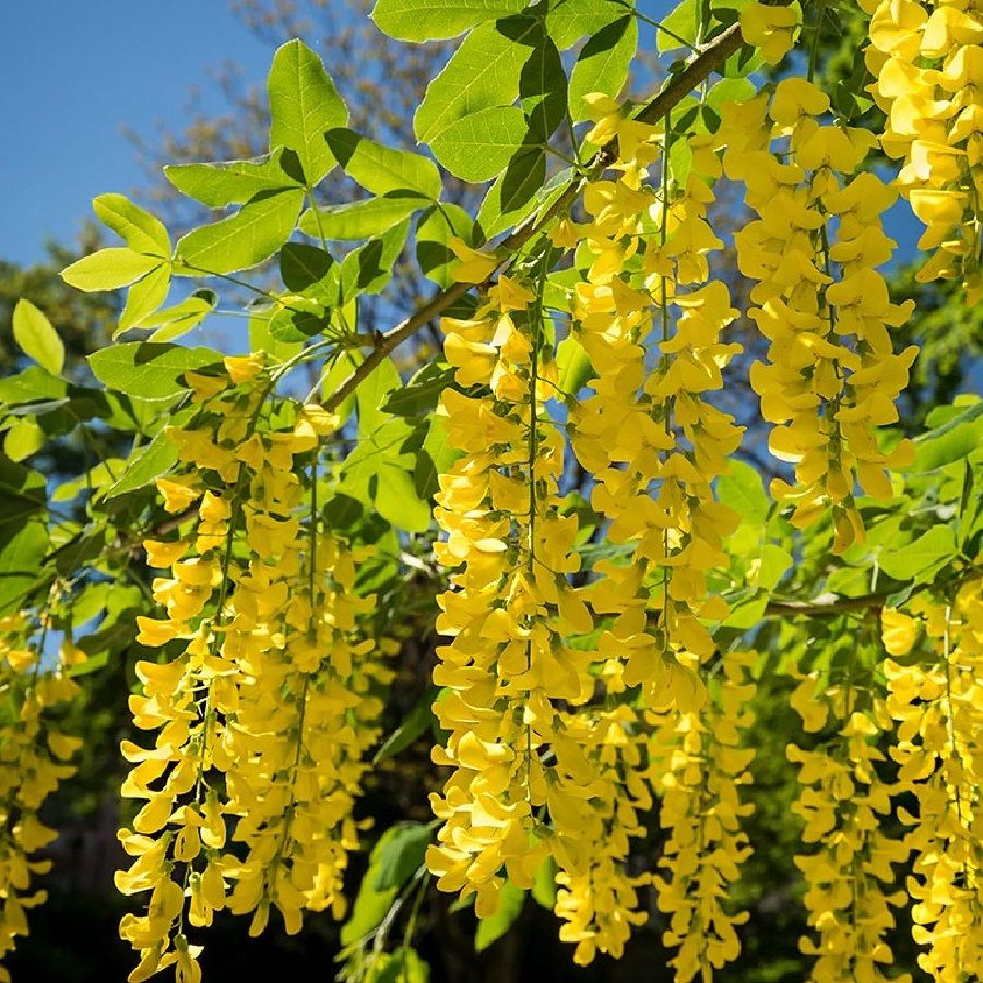 Праздник Еремей-бобовник