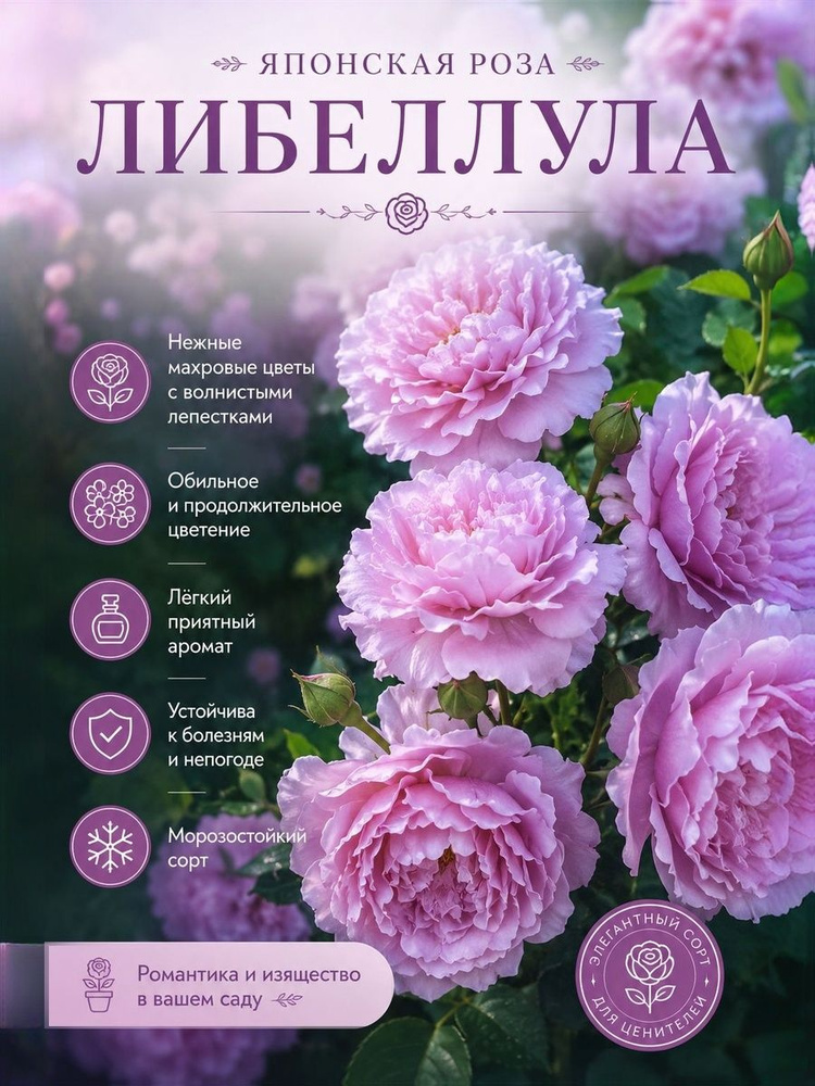Роза Либеллула #1