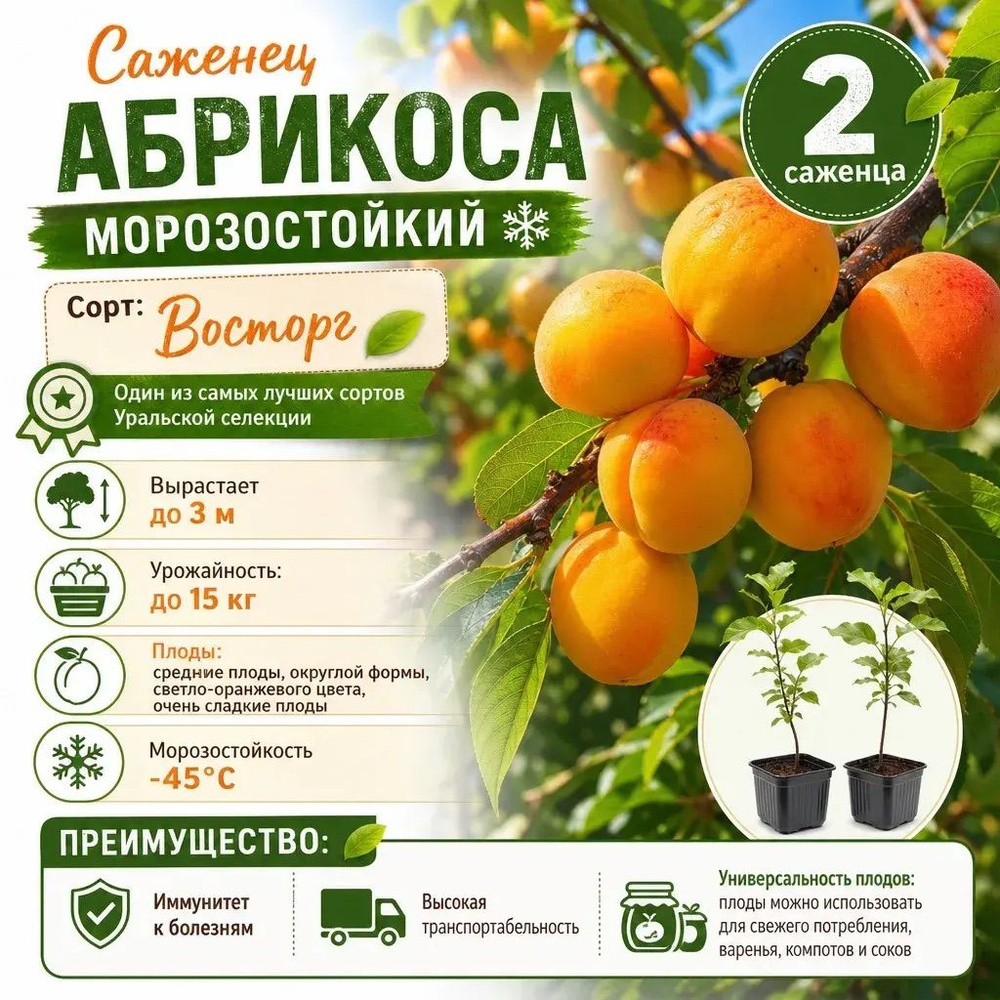 Саженец Абрикос #1
