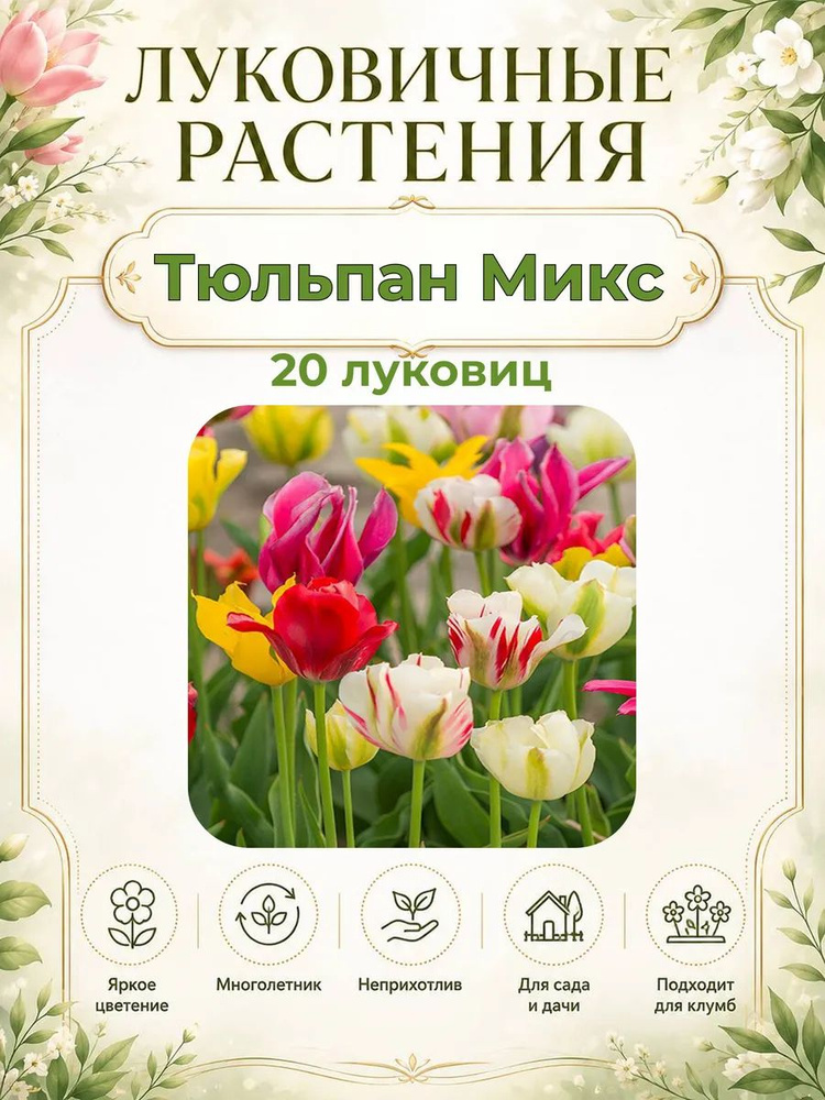 ЭВЕРГРИН Луковицы #1
