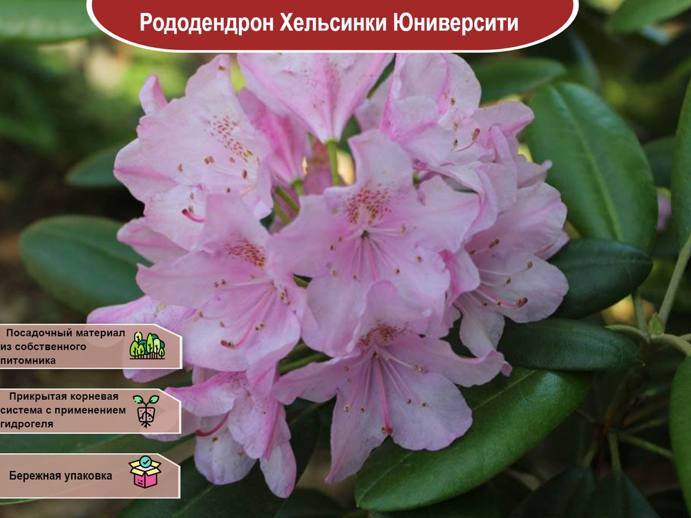 Рододендрон Хельсинки Юниверсити - купить с доставкой по выгодным ценам ...