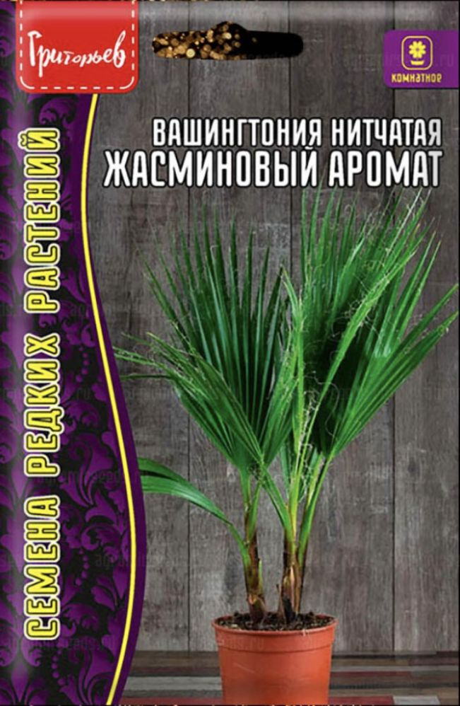 Вашингтония нитчатая Жасминовый Аромат, 1 пакет, семена 5 шт, ЧК  #1