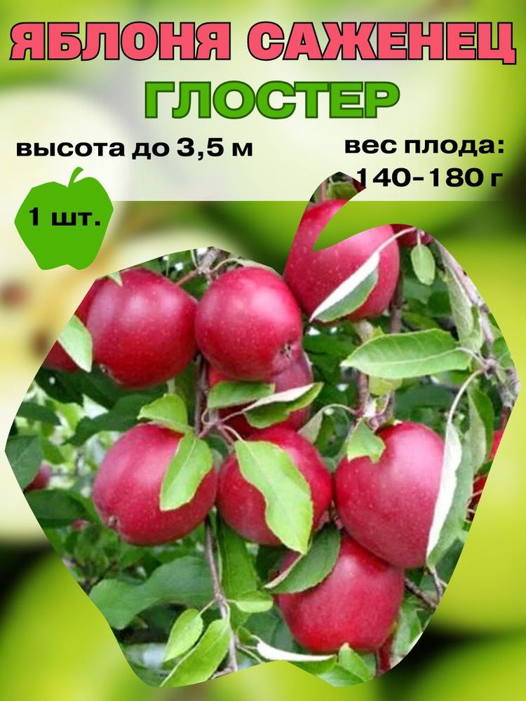 Яблоня Глостер саженец, плодовые деревья #1