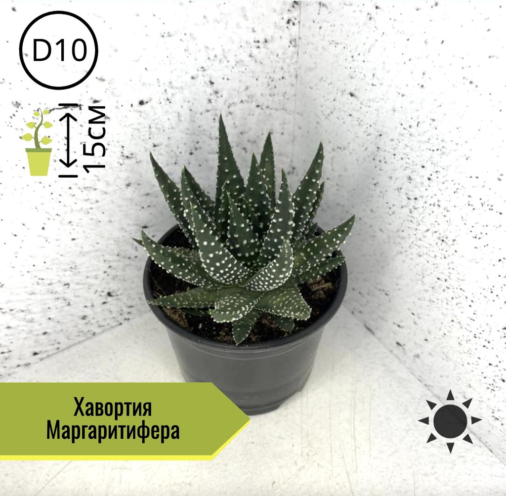 Хавортия Маргаритифера, D10см H15см, 1шт, Россия #1