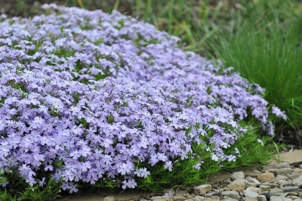 Флокс шиловидный "Эмералд Кашн Блу" - купить с доставкой по выгодным ...