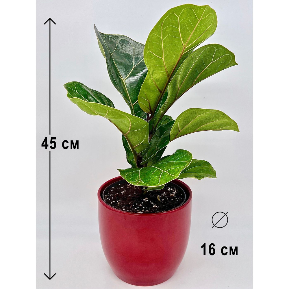 Фикус Лирата Бамбино в керамическом красном кашпо ИДЕАЛ, высота композиции 40-45см  #1