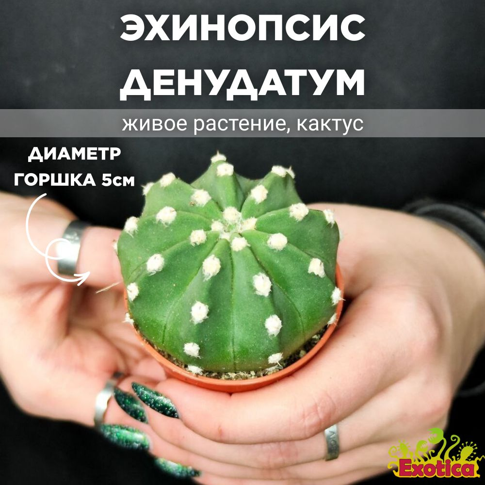 Кактус Эхинопсис Денудатум, одиночный (Echinopsis Denudatum) D5см #1